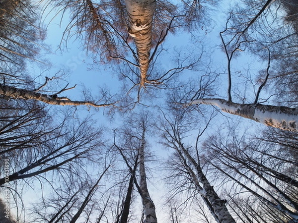 Obraz Trees in the park in winter