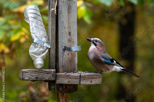Fototapeta A jay on a broken feeder