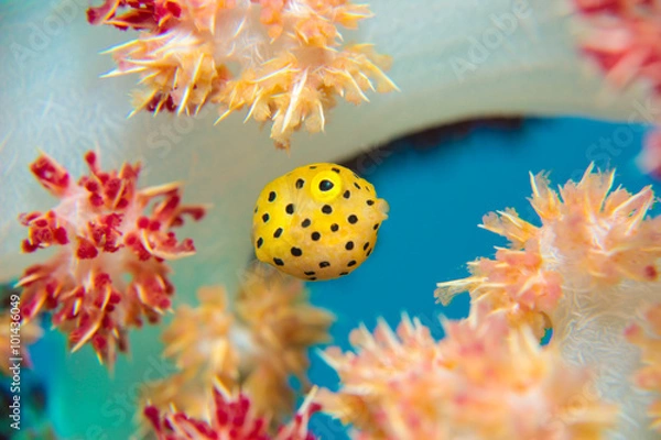 Obraz ミナミハコフグの幼魚