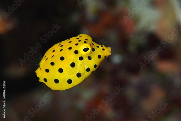 Obraz ミナミハコフグの幼魚