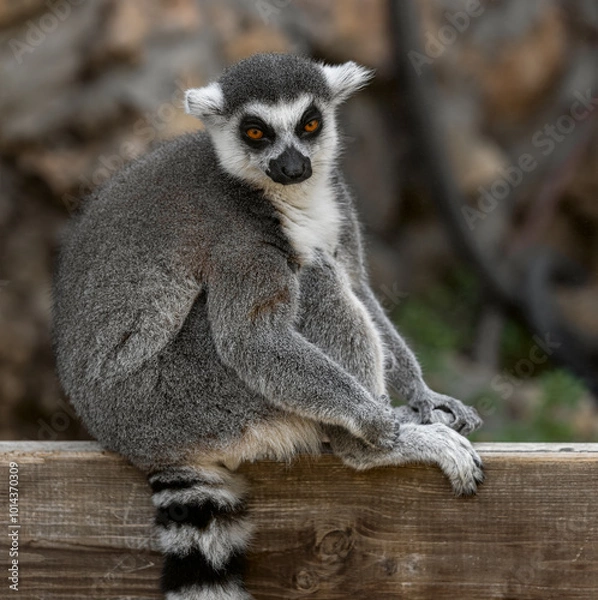 Fototapeta Lemur catta sitting on fence and looking at photographer
