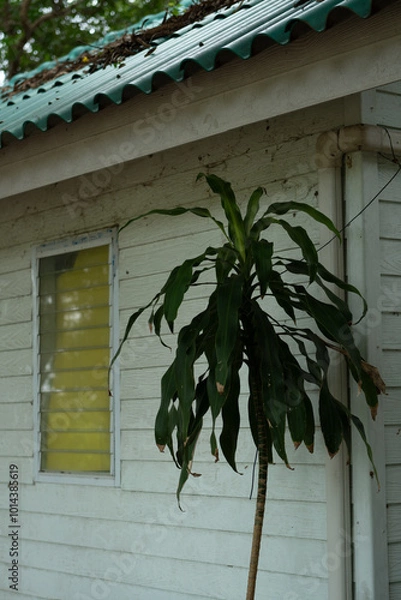 Obraz Dracaena tree and white wall and window