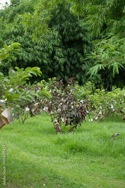Obraz Guava tree with wrapping and green vibe