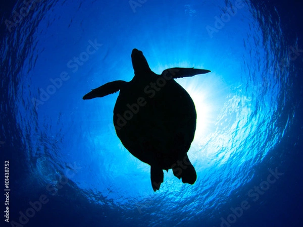 Obraz アオウミガメ