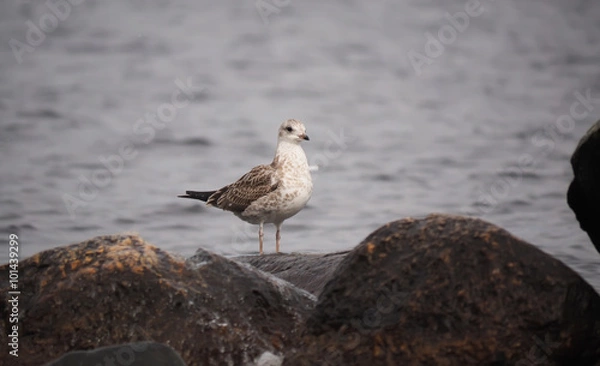 Obraz seagull on the lake
