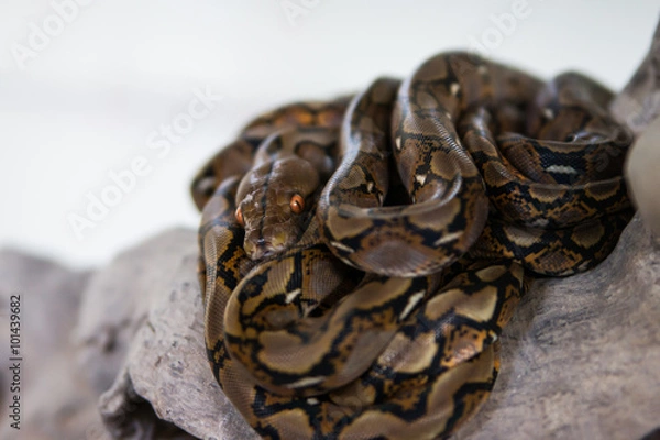 Fototapeta Reticulated python