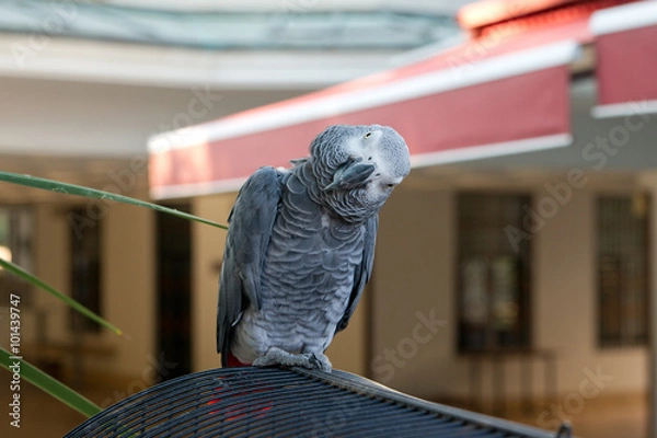 Fototapeta Curious parrot