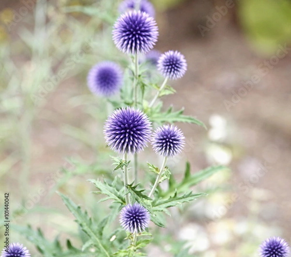 Obraz Violet balls