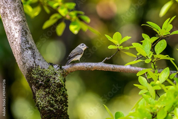 Fototapeta 枝にとまるコサメビタキ
