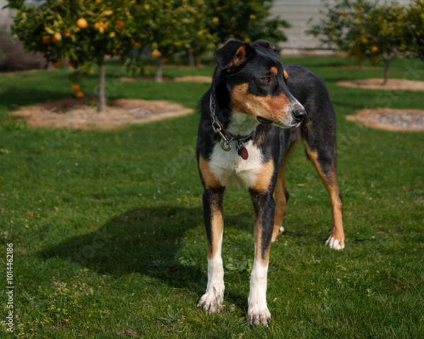 Obraz border collie dog