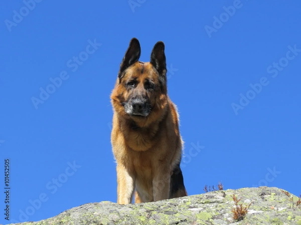 Obraz Dog looking at camera