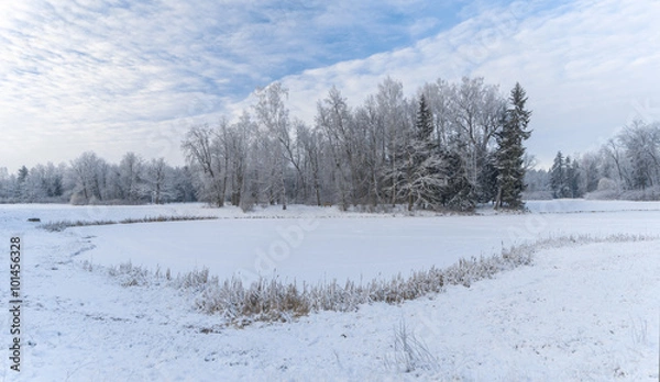 Obraz Frozen pond and trees