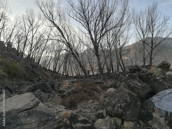 Fototapeta Whispers of Serenity: Amidst Leafless Trees and Stone
