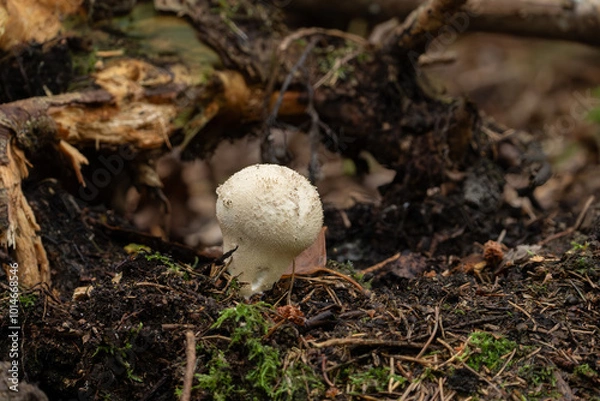 Obraz Flaschenstäubling