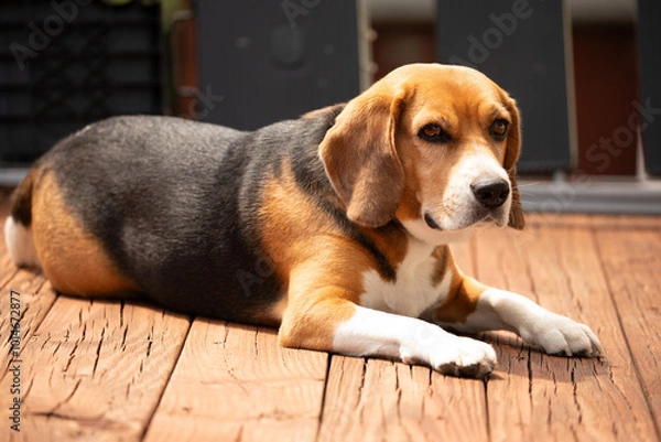 Obraz Beagle at rest