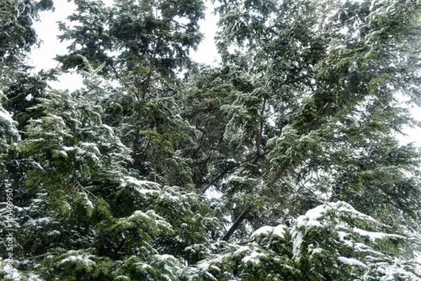 Fototapeta Деревья под снегом