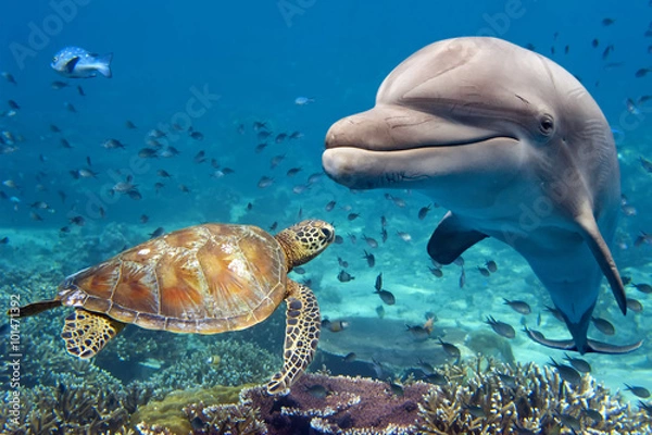 Fototapeta delfin i żółw pod wodą na rafie