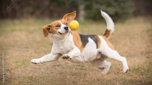 Fototapeta Zabawa w aportowanie z zabawnym psem rasy beagle