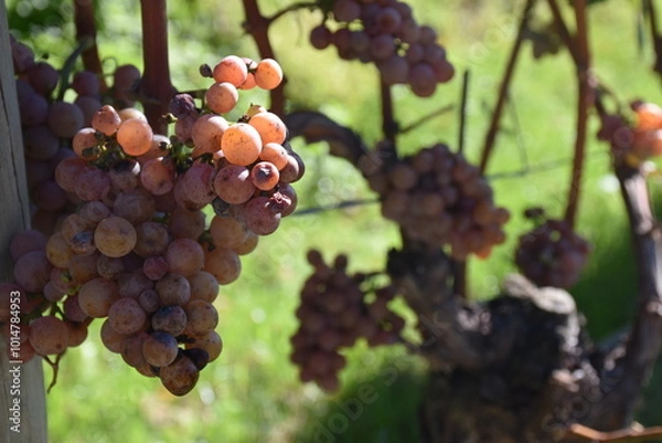 Obraz Weintrauben am Stock