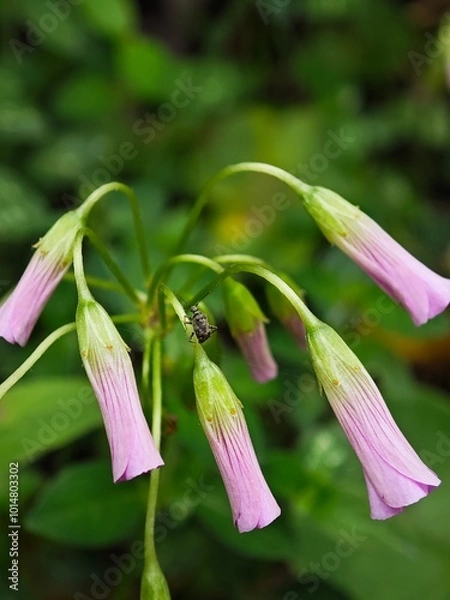 Obraz pink lily flower