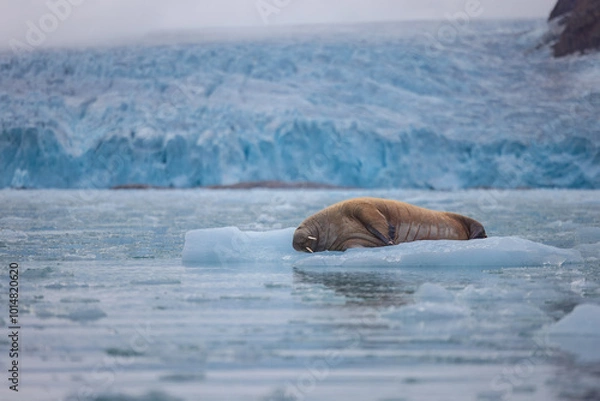 Obraz Walrus minding his own business on ice