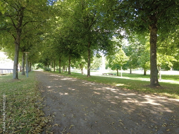 Fototapeta tree lined walking path in the park