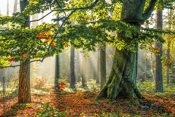 Obraz Sunlight Filtering Through Forest Trees