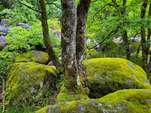 Fototapeta Rocks on the path of the Rouquette in Occitanie in France