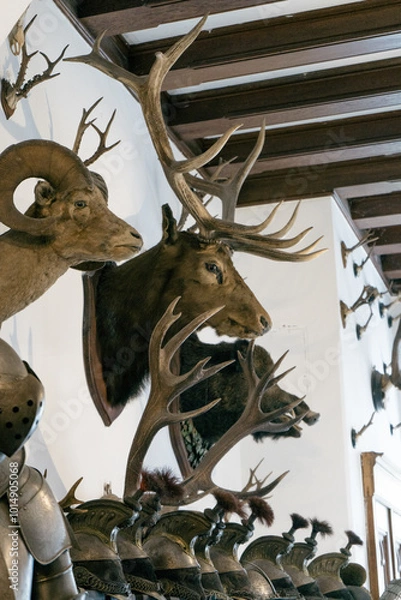 Obraz skull and horns on the wall