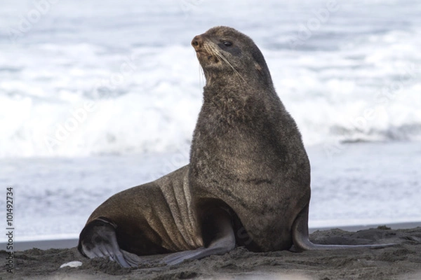Obraz young male northern fur seal that sits on the beach on the Pacif