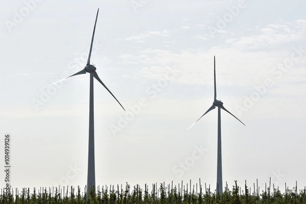Fototapeta A typical northern German landscape with an orchard and two wind turbines in the background.