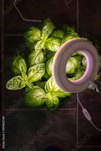 Obraz Growing Basil Indoor