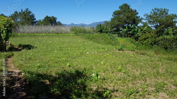 Obraz landscape with trees