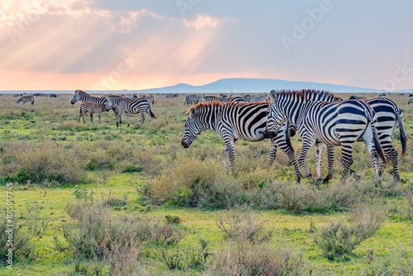 Fototapeta Zebra Herd with Hills in the Background and Colorful Sun Rays Penetrating the Clouds in the Afternoon on the Serengeti in Tanzania, East Africa