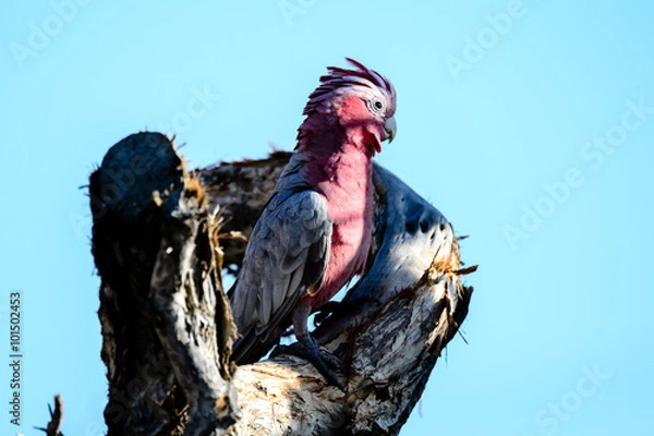 Obraz rooster in the farm