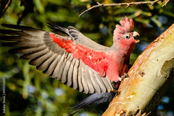 Obraz red and white bird