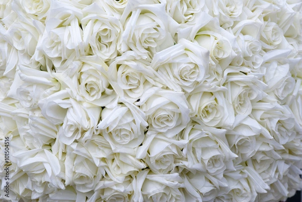 Obraz Белые розы