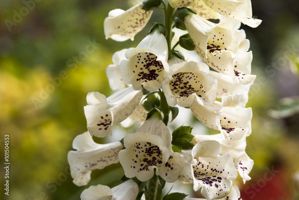 Obraz Наперстянка