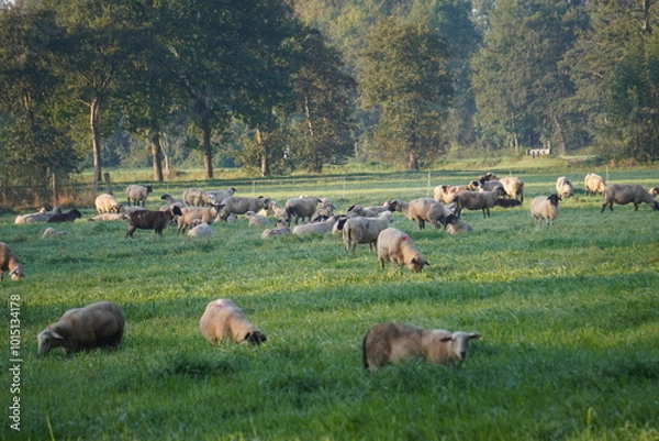Obraz Schafe am Niederrhein 