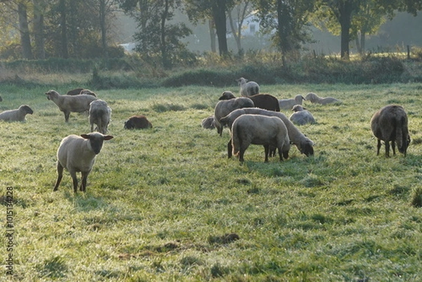 Obraz Schafe am Niederrhein 