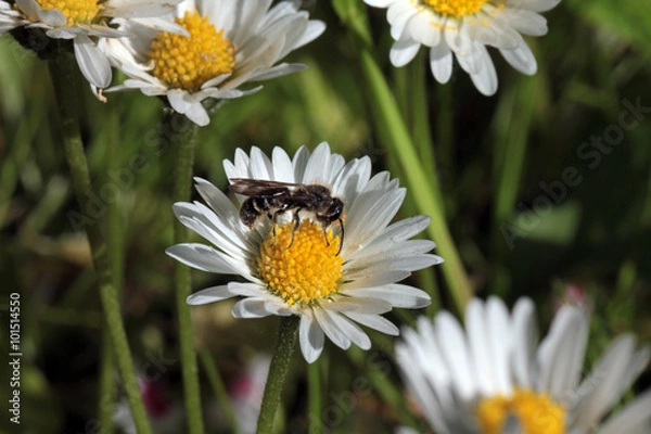 Obraz Wildbiene auf Gänseblümchen