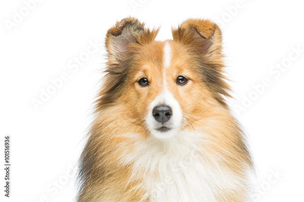 Obraz Brown sheltie dog