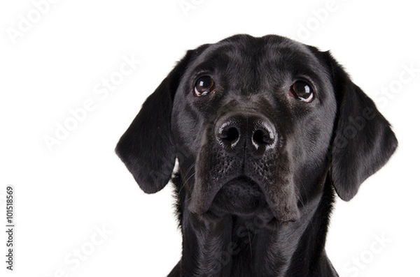 Obraz Black Labrador