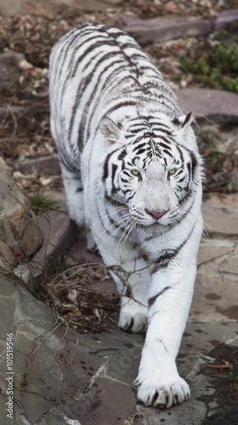 Obraz White tiger
