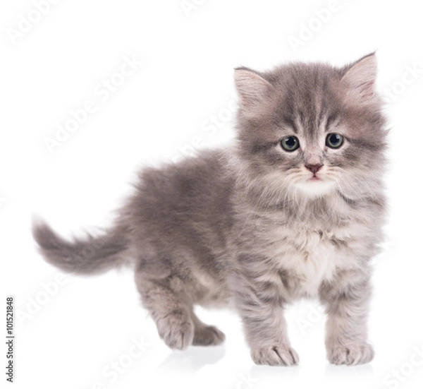 Obraz Cute fluffy kitten