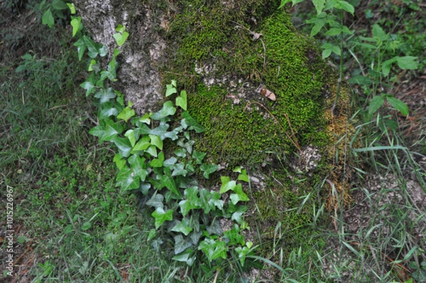 Obraz ivy and moss background