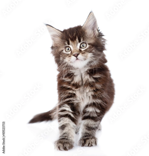 Fototapeta small maine coon cat standing in front. isolated on white backgr