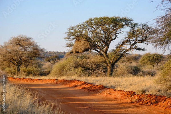 Obraz Sociable weaver nest, Mokala national park, South Africa