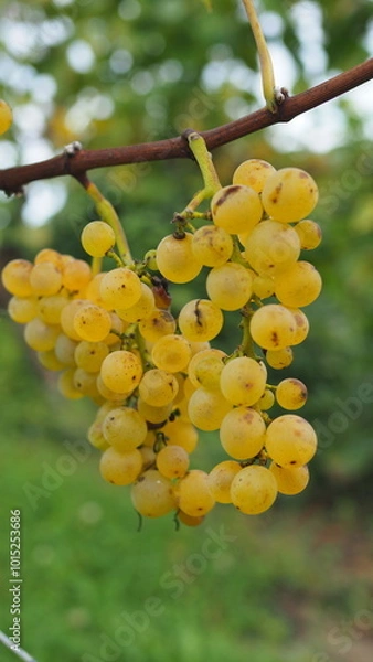 Obraz Weißburgunder reif