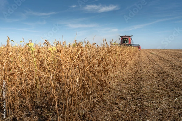 Fototapeta Harvesting combine in the wheat.